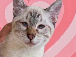 Gato raça Srd idade 2 a 6 meses nome Pipoca lindo bb4mese