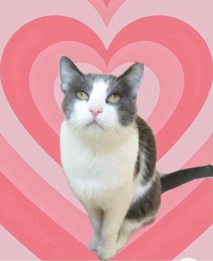 Gato raça Srd idade 1 ano nome Fred lindo e bonzinh