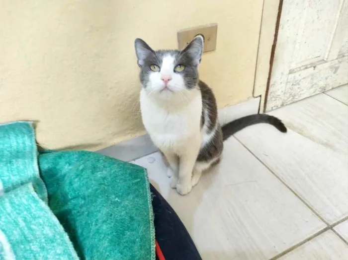 Gato raça Srd idade 1 ano nome Fred lindo e bonzinh