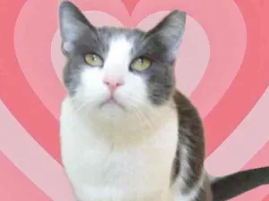Gato raça Srd idade 1 ano nome Fred lindo e bonzinh