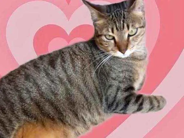 Gato raça Srd idade 1 ano nome Stella Linda tigrada