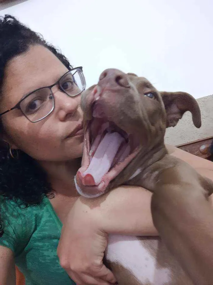 Cachorro ra a Pitbull idade 2 a 6 meses nome Valente ??
