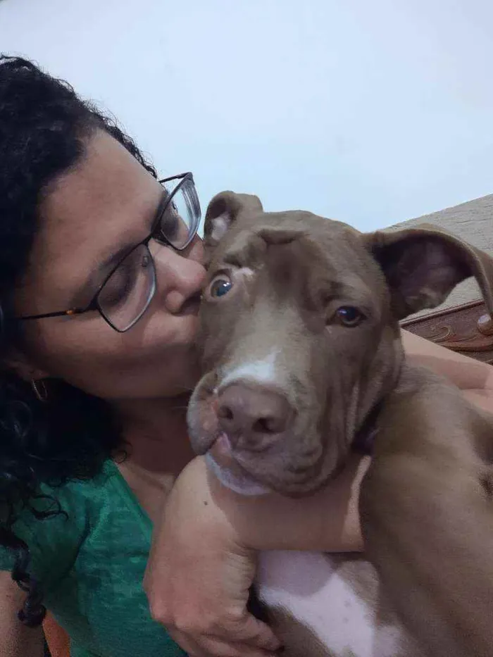 Cachorro ra a Pitbull idade 2 a 6 meses nome Valente ??