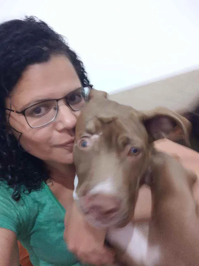 Cachorro ra a Pitbull idade 2 a 6 meses nome Valente ??