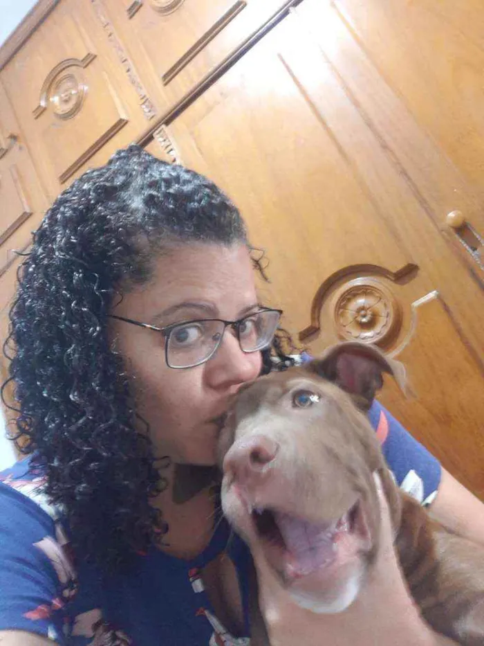 Cachorro ra a Pitbull idade 2 a 6 meses nome Valente ??