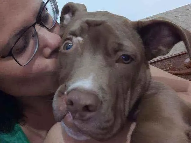 Cachorro ra a Pitbull idade 2 a 6 meses nome Valente ??