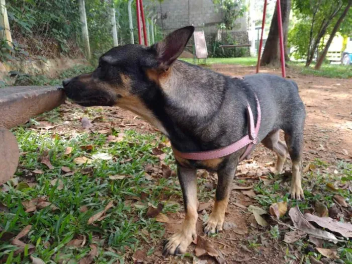 Cachorro ra a Vira lata idade 3 anos nome Mel