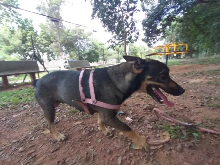 Cachorro ra a Vira lata idade 3 anos nome Mel