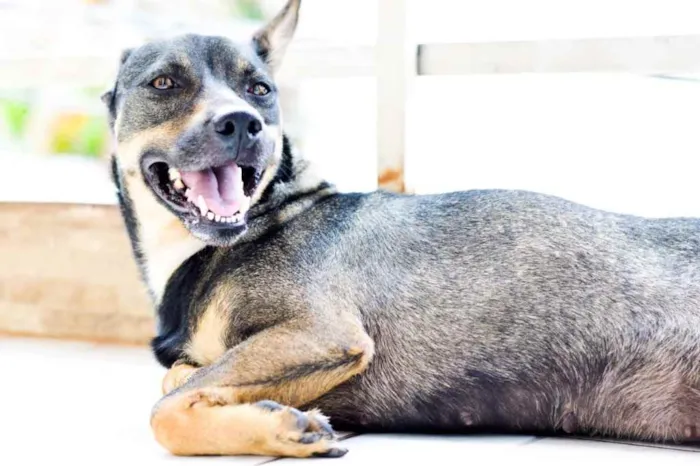 Cachorro ra a Vira lata idade 3 anos nome Mel