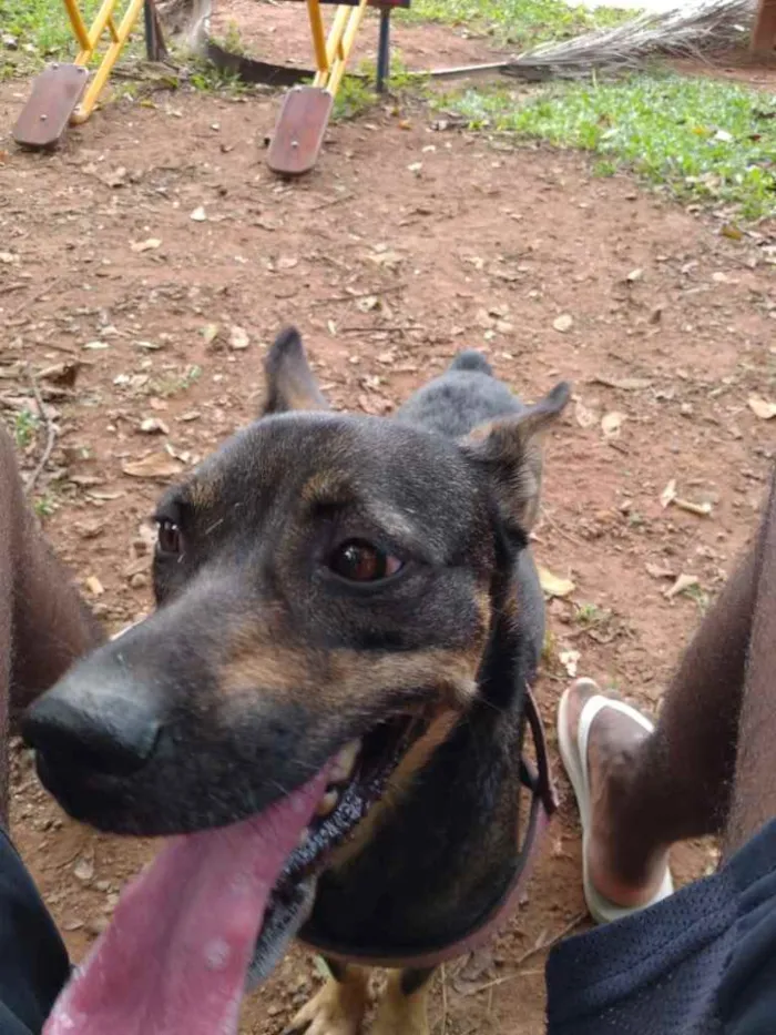 Cachorro ra a Vira lata idade 3 anos nome Mel