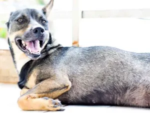 Cachorro raça Vira lata idade 3 anos nome Mel