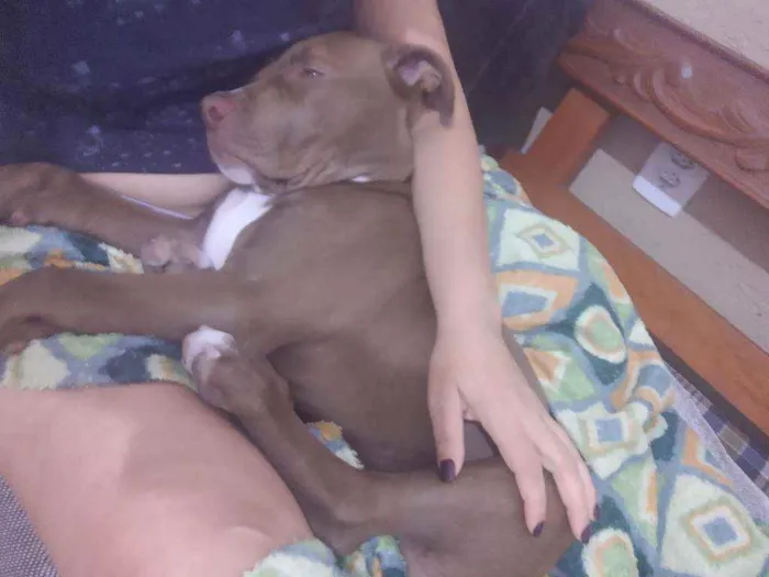 Cachorro ra a Pitbull idade 2 a 6 meses nome Valente ??