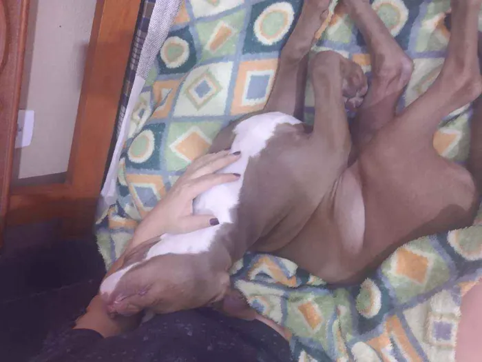 Cachorro ra a Pitbull idade 2 a 6 meses nome Valente ??