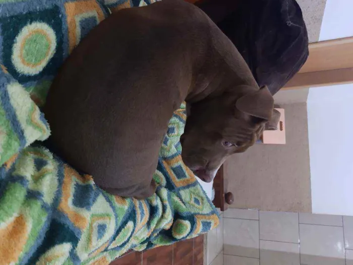 Cachorro ra a Pitbull idade 2 a 6 meses nome Valente ??