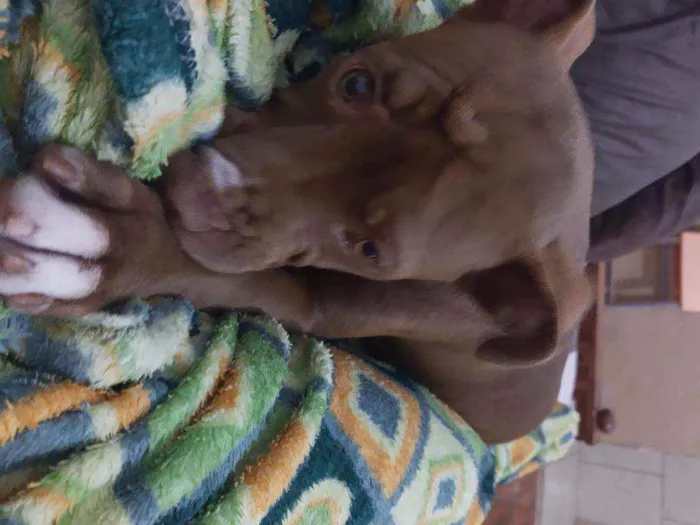 Cachorro ra a Pitbull idade 2 a 6 meses nome Valente ??