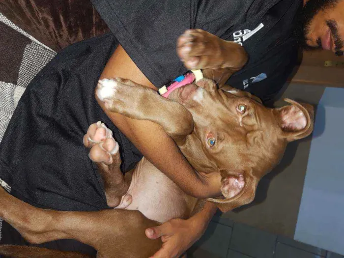 Cachorro ra a Pitbull idade 2 a 6 meses nome Valente ??