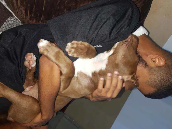 Cachorro ra a Pitbull idade 2 a 6 meses nome Valente ??