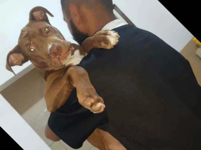 Cachorro ra a Pitbull idade 2 a 6 meses nome Valente ??