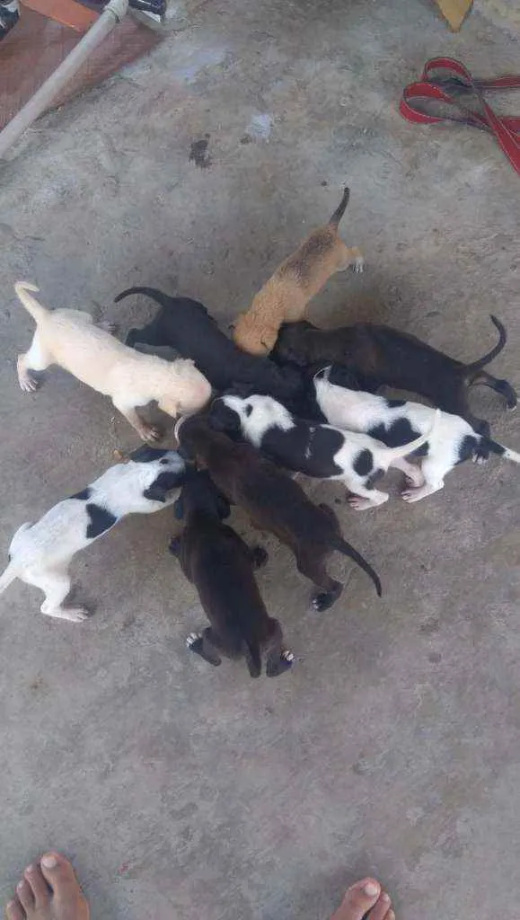 Cachorro raça Misturado com Pit Bull idade Abaixo de 2 meses nome São 8 filhotes