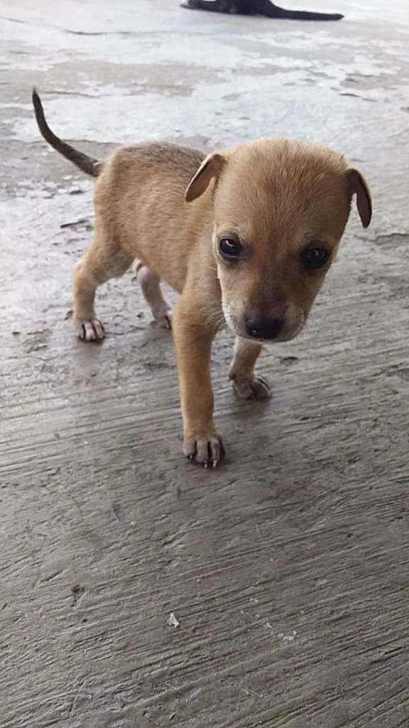 Cachorro raça Misturado com Pit Bull idade Abaixo de 2 meses nome São 8 filhotes