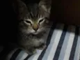 Tom