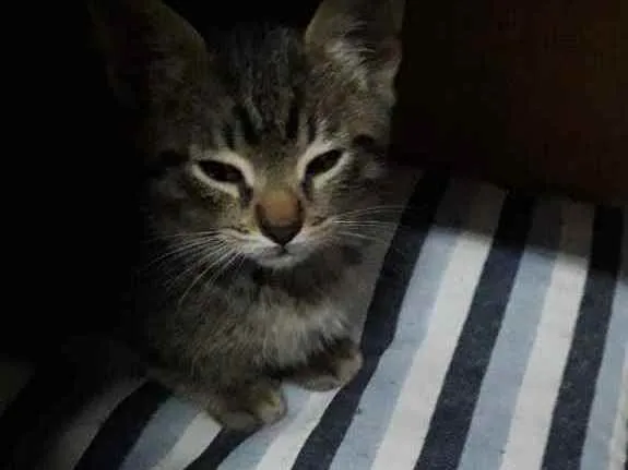 Gato ra a Vira lata  idade 2 a 6 meses nome Tom