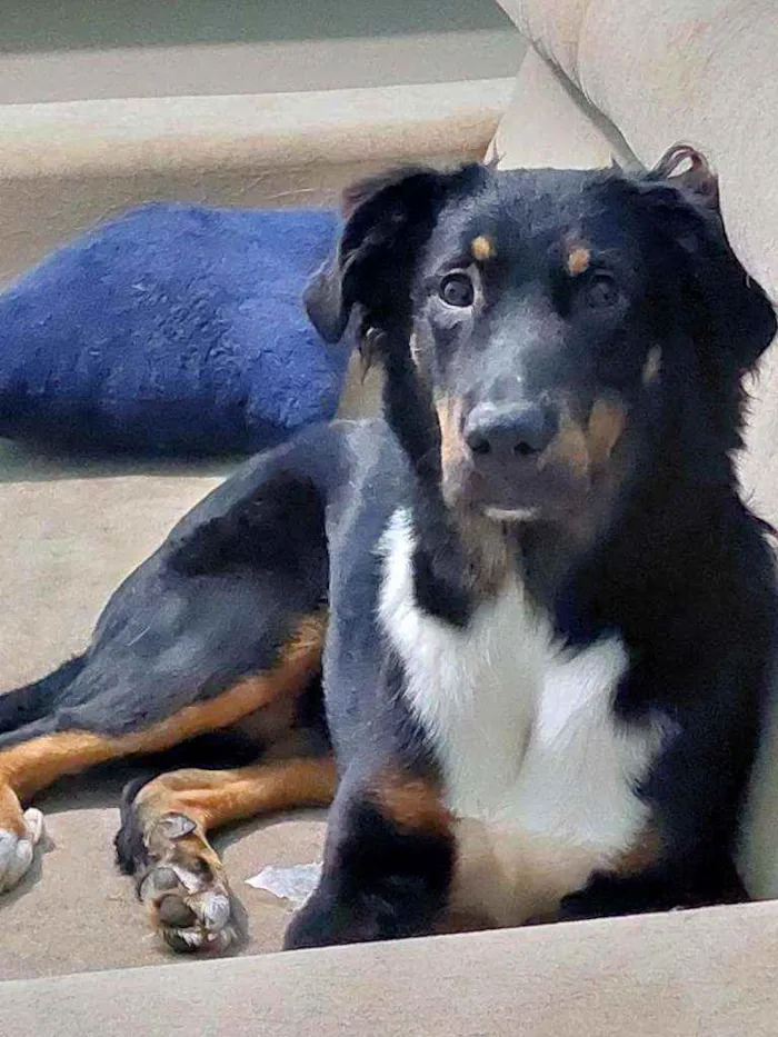 Cachorro ra a Não definida idade 7 a 11 meses nome Lupin
