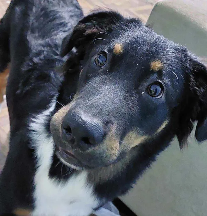 Cachorro ra a Não definida idade 7 a 11 meses nome Lupin