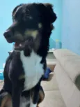 Lupin