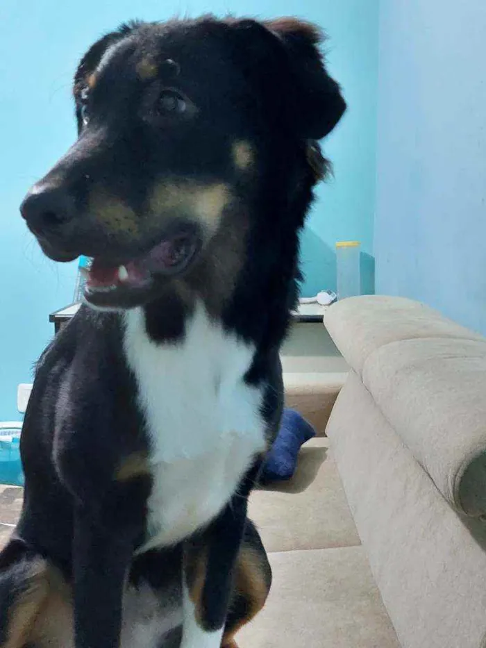 Cachorro ra a Não definida idade 7 a 11 meses nome Lupin