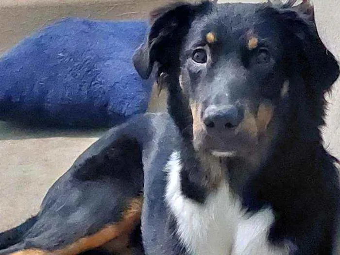 Cachorro ra a Não definida idade 7 a 11 meses nome Lupin