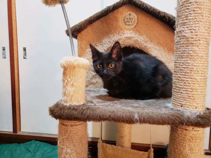 Gato raça Srd idade 2 a 6 meses nome Catarina