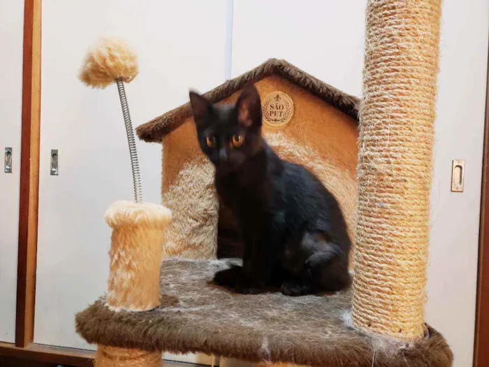 Gato raça Srd idade 2 a 6 meses nome Catarina