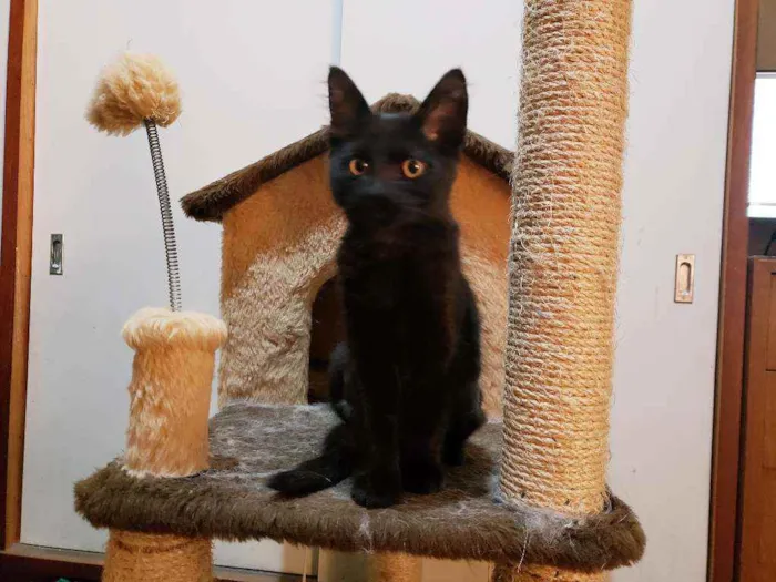 Gato raça Srd idade 2 a 6 meses nome Catarina