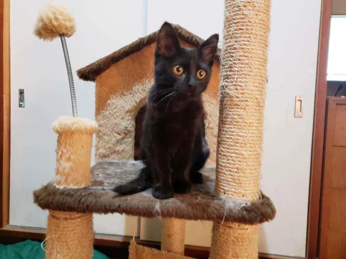 Gato raça Srd idade 2 a 6 meses nome Catarina