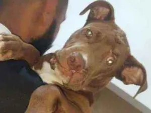 Cachorro raça Pitbull idade 2 a 6 meses nome Valente ??
