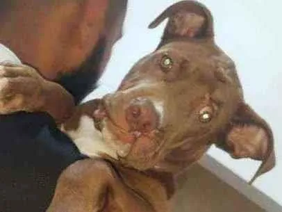 Cachorro ra a Pitbull idade 2 a 6 meses nome Valente ??