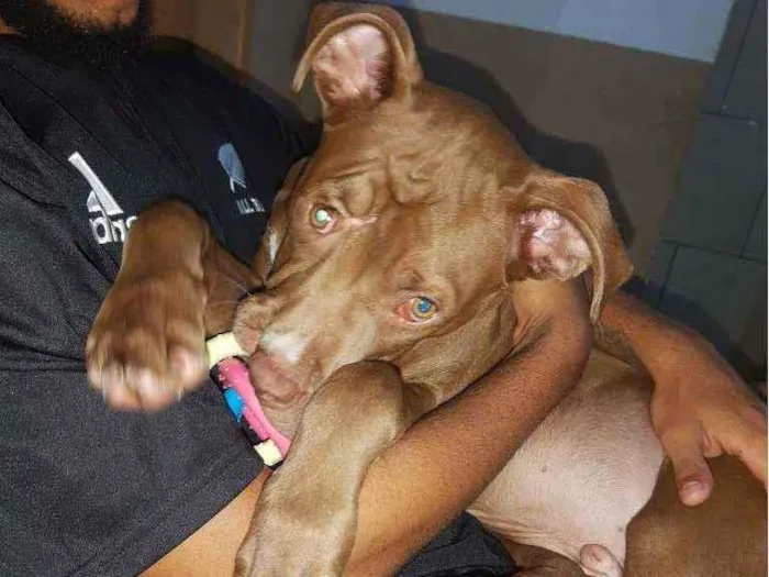 Cachorro ra a Pitbull idade 2 a 6 meses nome Valente ??
