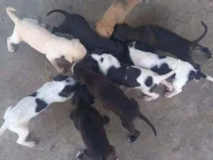 Cachorro raça Misturado com Pit Bull idade Abaixo de 2 meses nome São 8 filhotes