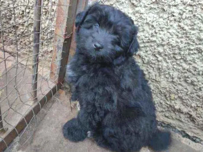 Cachorro raça Vira lata idade Abaixo de 2 meses nome Princesa
