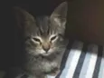Tom