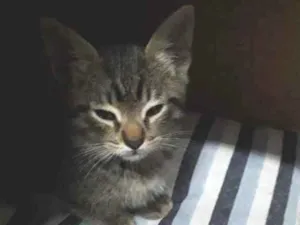 Gato raça Vira lata  idade 2 a 6 meses nome Tom