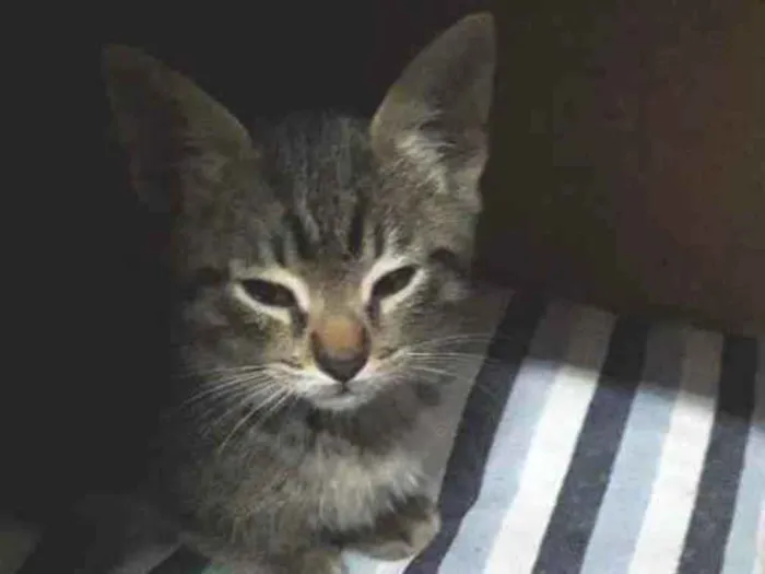 Gato ra a Vira lata  idade 2 a 6 meses nome Tom