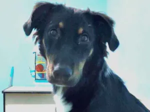 Cachorro raça Não definida idade 7 a 11 meses nome Lupin