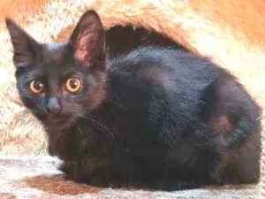 Gato raça Srd idade 2 a 6 meses nome Catarina
