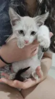 Floquinho