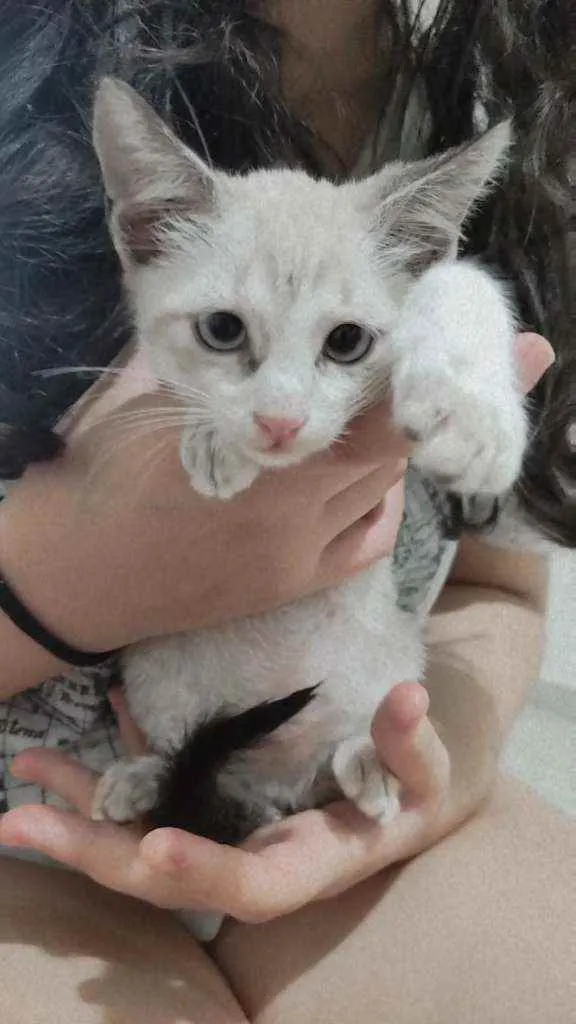 Gato ra a SRD idade Abaixo de 2 meses nome Floquinho
