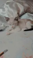 Floquinho