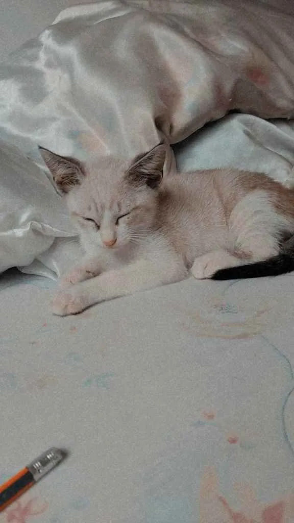 Gato ra a SRD idade Abaixo de 2 meses nome Floquinho