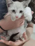 Floquinho